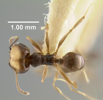 Media type: image;   Entomology 31612 Aspect: habitus dorsal view